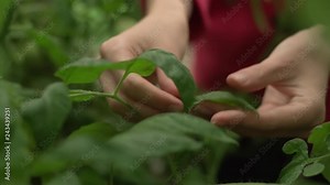 Scientist agronomist doing inspection in corn field. Keeping track of quality and growth. Agriculture food research. Organic food production.