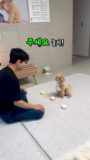 천재견 토리가 시각장애인 돕는 감동 스토리
