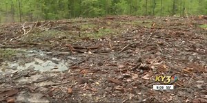 Lifelong residents are angry over large-scale logging happening inside Mark Twain National Forest near Willow Springs