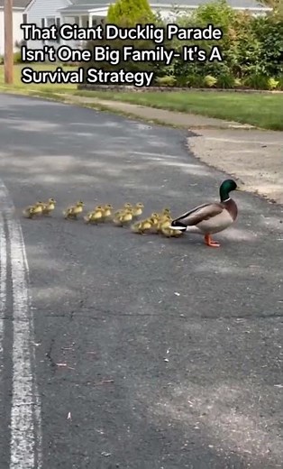 Why Ducks Lead HUGE Groups of Ducklings (The Shocking Survival Strategy Explained)
