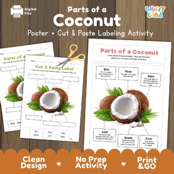 Parts of a Coconut Labeling Activity | Coconut Anatomy & Botany Science Workshee
