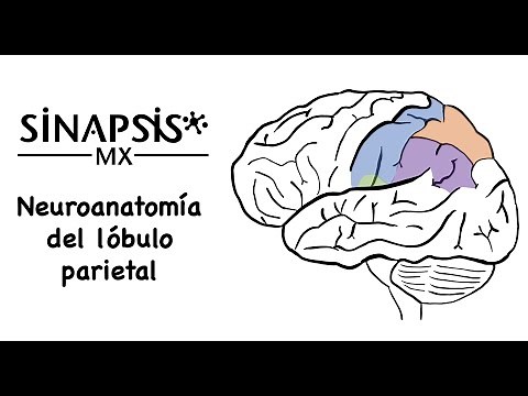 Lóbulo parietal (neuroanatomía funcional)