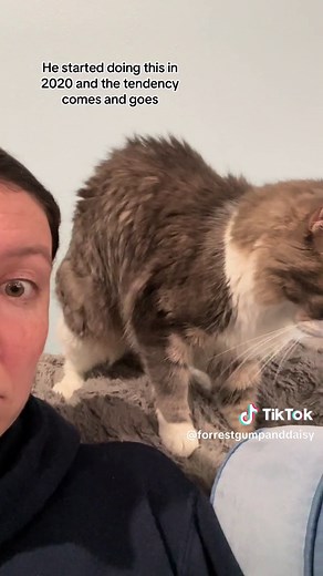 Understanding Sin Biscuits: Why Cats Make Biscuits Explained