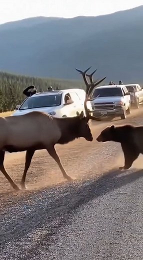 Drivers watched in disbelief as an #elk and a young #bear ended up nose-to-nose right beside their cars. The two animals circled and pushed at each other in a tense standoff before the elk finally guided the bear away. A dramatic moment recreated with #AI. | Sharon Zee