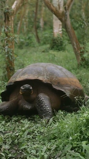 Top 5 Slowest Animals in the world