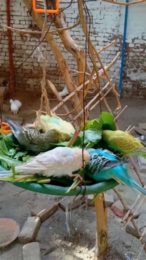 Budgies bathing Style 🥰#shorts #budgies