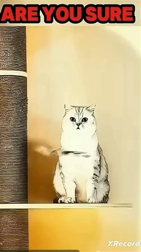 Cats#meoww #meoww viral short video 😼😻