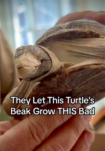 Rescuing a Box Turtle with a Damaged Beak