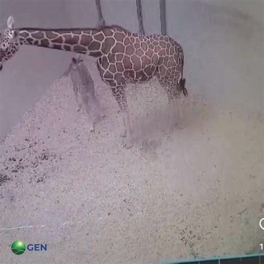 13M views · 328K reactions | No importa la especie, todos los niñ@s son iguales 來 | GEN | Facebook