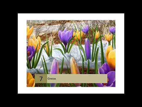 Crocuses: How to Plant, Grow, and Care for Crocus Flowers