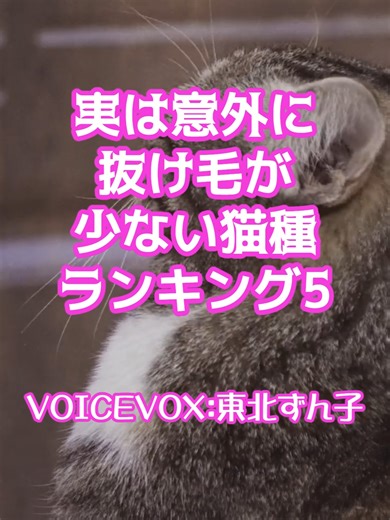 実は意外に抜け毛が少ない猫種ランキング５#猫 #猫のいる暮らし #猫かわいい #猫から学ぶ #猫雑学 #猫好き #ネコ好き #猫可愛い #ねこがいる生活 #猫から学ぶリラックス #ネコ #猫パワースポット #猫のいる生活 #肉球 #見えないものが見える #スピリチュアル #猫危険 #猫あるある言いたい #猫あるあるある #猫心理 #猫抜け毛