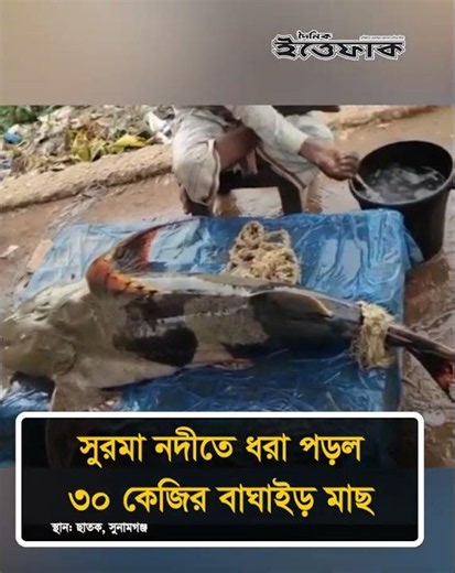 সুরমা নদীতে ধরা পড়ল ৩০ কেজির বাঘাইড় মাছ