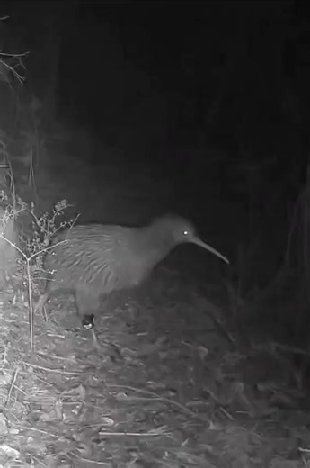 215K views · 5.1K reactions |  Christmas carols but make it kiwi...