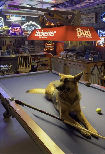 Pool Shark Skills at Buddies Billiards Bar