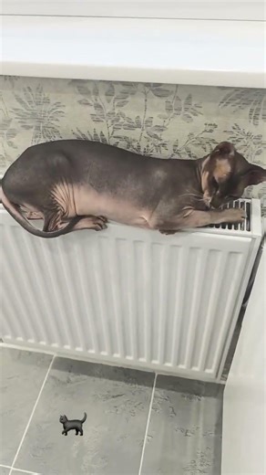 #vocaloid #cover #kitten #cat #pets #miku #cutecat #ddlc #animals #sphynx #kitty #chat #love🐈‍⬛