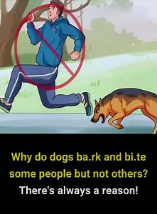 1.4M views · 463 reactions | Why do dogs often chase strangers? | BNews | Facebook