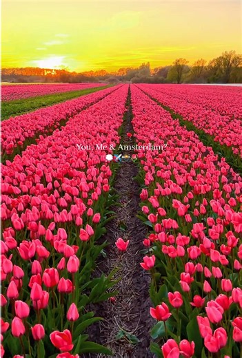 Explore Amsterdam in Spring: Tulips and Canals