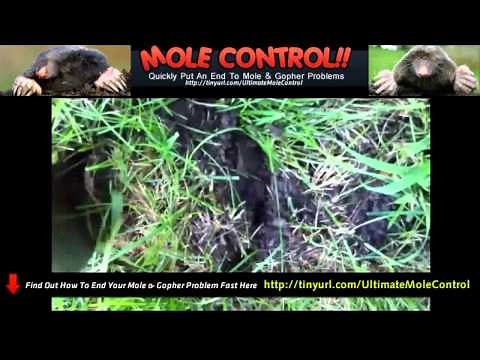 Get Rid Of Moles In Yard Naturally - Mole Killer