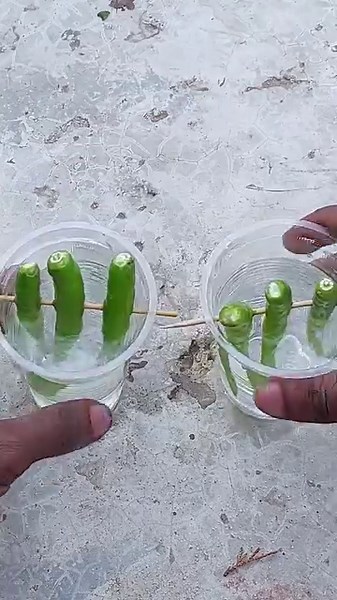 2.8M views · 10K reactions | grow chilli trees in the chillis with in water#Gardening #diycrafts #lemontree #gardeningtips #gardening #diy #GardenDesign #gardeninspiration #gardenlove #gardeninglife #fruittree #wallhanging | Rana Craft | Facebook