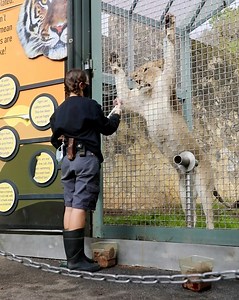 Lion training time! 🦁🦁🦁 | San Antonio Zoo