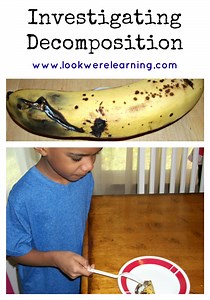 STEM for Homeschoolers: Decomposition Lesson Ideas