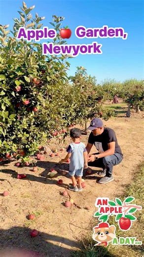 A lovely apple picking day in New York's apple garden 🍏🍎🍏 🇺🇸🇺🇸🇺🇸 #reelsvideoシ #foryoupageシ #reelschallenge #Olympics | Nayan Bose