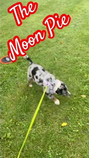 Little Lion: The Moon Pie #aussieshepherd