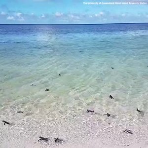 2.5M views · 92K reactions | It's turtle hatching time in Queensland - and we can't handle the cuteness!  | Nine.com.au | Facebook