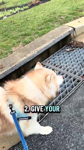 He’s a husky malamute mix, does that count?