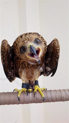 TERIAKAN BURUNG ELANG
