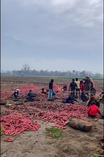 182M views · 518K reactions | massive traditional processing of carrot in indian village | Blessed Indian Foodie | Facebook