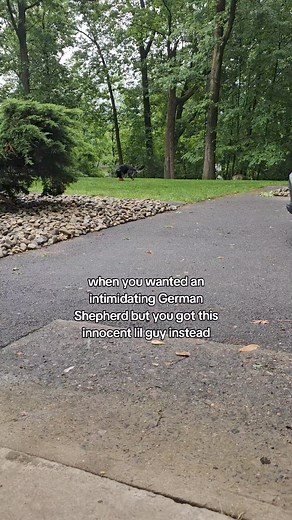 999K views · 10K reactions | He's too cute #dog #gsd #puppy #germanshepherd | Bear's World GSD | Facebook