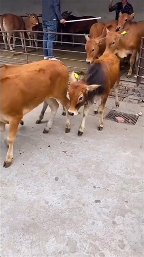 Inside a Modern Beef Cattle Farm | Healthy Yellow Calves & Improved Beef Cattle #cow