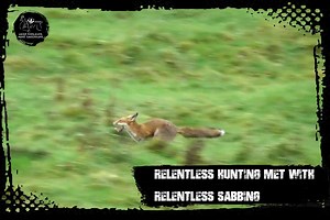 𝗥𝗲𝗹𝗲𝗻𝘁𝗹𝗲𝘀𝘀 𝗵𝘂𝗻𝘁𝗶𝗻𝗴 𝗺𝗲𝘁 𝘄𝗶𝘁𝗵 𝗿𝗲𝗹𝗲𝗻𝘁𝗹𝗲𝘀𝘀 𝘀𝗮𝗯𝗯𝗶𝗻𝗴 We caught up with the Warwickshire Hunt hunting between Ells Farm and Rectory Farm in Broughton. On our arrival, convicted huntsman Will Goffe suddenly gathered the hounds and rode off at speed towards Lower Tadmarton and began hunting the valley by Lower Tadmarton Farm. The hunt came out onto the road and crossed towards Tadmarton Heath and Ushercoombe Farm. This is an area Goffe has found plenty of foxes in