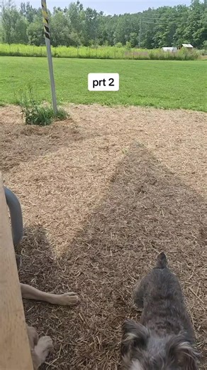 Rage syndrome #dogtrainerlife #packlife #dogsoftiktok #meandmycrew #ragesyndrome