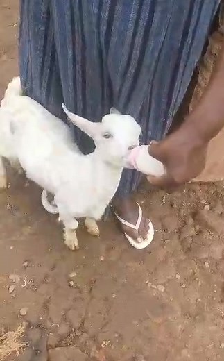 Bottle feeding the kid. | Bukenya Stephen