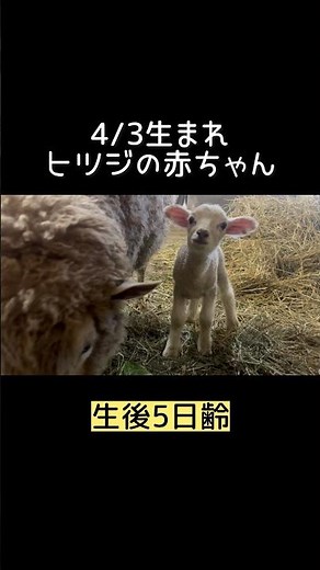 ヒツジの赤ちゃん、明日公開！ #東武動物公園 #動物 #癒し #動物園 #かわいい #animals #zoo #ヒツジ #赤ちゃん