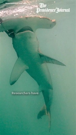 Researchers at the Atlantic Shark Institute say decade-long tracking shows that warming waters may be shifting sharks north. Tap the link in our bio to read the story.