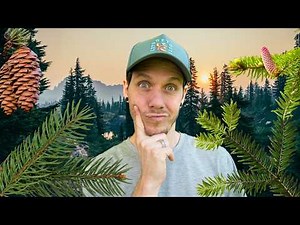 Sapin ou Épinette? Ne fais plus l'erreur!