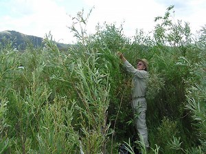 'Radical incrementalism': OSU-scientists outline bold solution to climate change, biodiversity loss, social injustice