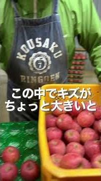 キズのありなし、色づきで選別。山形県朝日町和合平【幸作りんご園】