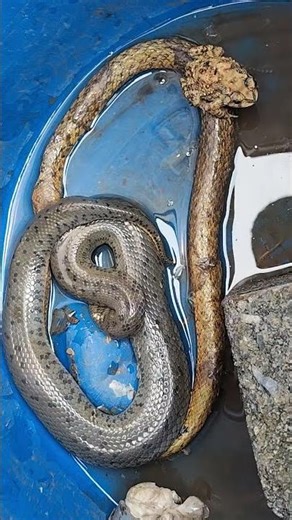 #snake #chicken #gachua Is it a snake or a juvenile python? #snake #python #nature #animal #disco...