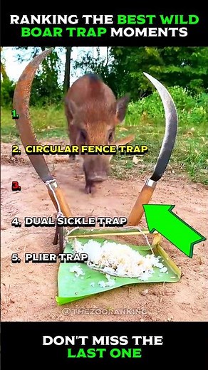 Ranking The Best Wild Boar Trap Moments 😱