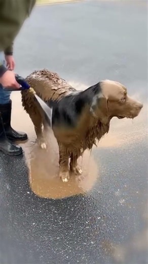 A Very Muddy Dog Gets a Satisfying Wash