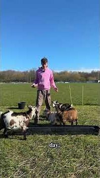 Feeding my Pygmy goats