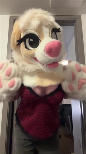 hai :3 #furry #furrytiktok #fursuiter #fursuit #furries