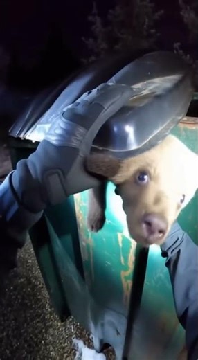 Bear Cub Rescue Mission Caught On Camera!