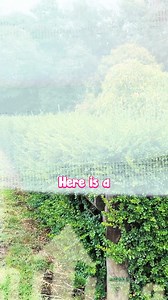 72K views · 257 reactions | Create elegance using Myrtus Luma.  Get your Myrtus Luma hedge: https://www.thetutuguru.com.au/shop/myrtus-luma-apiculata/ #HelloHelloPlants #Australia #MyrtusLuma #Hedgeplants # Screen #greenerygoals #plantenthusiast | Hello Hello Plants & Garden Supplies | Facebook