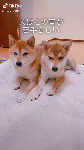 犬が苦手な音らしい#🦊💦#柴犬 #犬のいる暮らし #ペットのいる暮らし
