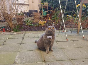 Track your cat from anywhere in 5 easy steps | Weenect